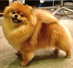 9 Totally Cute Pomeranian Haircut Styles To Satisfy Your Craving For Fluffiness Today Pomeranian Haircut Cute Pomeranian Pomeranian Puppy