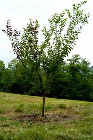 During springtime, it reveals a beautiful patchwork of pink, white, red, and purple blossoms. Tree Of Forty Fruits Is It Real Answers In Genesis