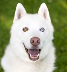 When do the eyes change colour? Dogs With Different Colored Eyes Heterochromia In Dogs