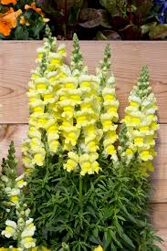 Image result for Antirrhinum majus