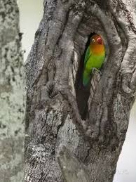 Where Do Lovebirds Live Naturally How Well Do They Adjust To Living In A Cage Quora