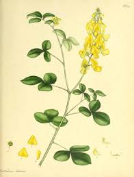 Image result for Crotalaria reptans- intermediates with pisicarpa