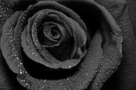 What Color Roses To Send For Valentine S Day 1800flowers Blog Rose Color Meanings Dark Red Roses Black Flowers