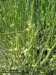 Image result for Cynanchum orangeanum