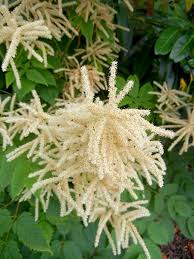 Blutenrispen Des Wald Geissbarts Mit Vielen Kleinen Kaferchen Pflanzen Naturnaher Garten Wiesenblumen