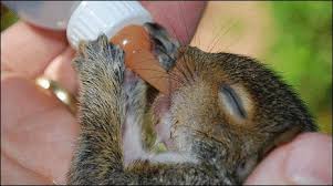 Bbc Berkshire Earley Family Save Baby Squirrels