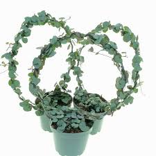 Image result for Ceropegia stenifolia
