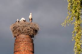 Farm čapí hnízdo is located less than 50 km from prague, between benešov and olbramovice. Capi Hnizdo A Krajina Kolem Nepomuku Krasne Svetlo Web O Foceni Nejen Pro Fotografy