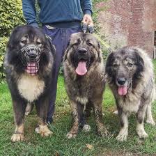 Caucasian Mountain Dog An Intelligent Loyal Guardian K9 Web