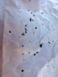 It is a dominant genetic trait. Identifying Little Black Biting Bugs Thriftyfun
