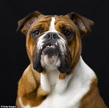 Where you get your dog matters. Dutch Kennel Club Becomes First To Ban British Bulldog Daily Mail Online