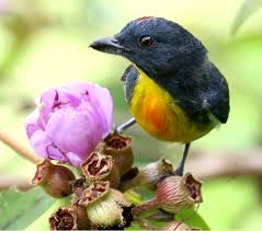 Image result for Pycreus xantholepis