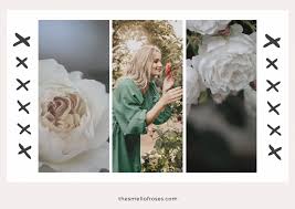 Rose meaning and rose symbolism. What Does It Mean To Take Time To Smell The Roses The Smell Of Roses The Smell Of Roses