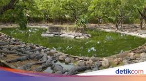 Taman buaya & rekreasi melaka — pusat pelancongan, 75450 ayer keroh — оценка 4.3 на основании 216 отзывов «~ bayaran makin mahal tp tempat dr dulu smp. Gara Gara Corona Taman Buaya Kehabisan Dana