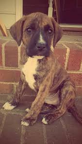 Pitbull Boxer Mix Black And Brown My 6 Week Old Boxer German Shepard Mix Brindle Baby Zeus Pitbull Mix Puppies Boxer Puppies Boxer Mix Puppies
