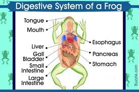 Its main purpose is to store and concentrate bile. The Major Organs Involved In The Process Of Digestion In Frogs Include Mouth Pharynx Esophag Digestive System Human Digestive System Digestive System Diagram