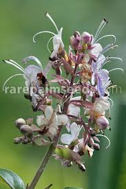 Image result for Rotheca