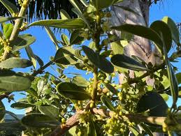 Image result for Sideroxylon inerme