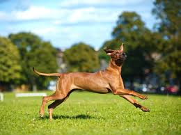 Was den sensiblen familienhund auszeichnet und so besonders macht, erfahrt ihr hier im steckbrief. Rhodesian Ridgeback Hundesport Fur Schlauen Laufhund