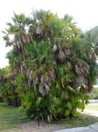 Image result for Acoelorrhaphe