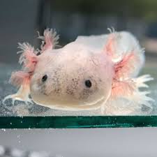 Minecraft, however, has a whole rainbow of axolotls for you to lure in, fight with, breed, and collect. Axolotl Color Guide How To Pick The Right Color Axolotl For You Embora Pets
