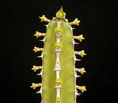 Image result for Euphorbia persistentifolia