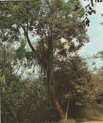 Image result for Alchornea hirtella