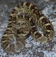 We did not find results for: Snakes Saguaro National Park U S National Park Service