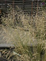 Image result for Deschampsia