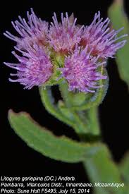 Image result for Litogyne gariepina