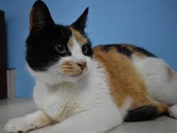 What My Friends At Ohs Say About Me Cheek And Chin Scratches Make Me So Happy I Have Been Known To Shower My Favorit Kitten Adoption Cat Adoption Adoption