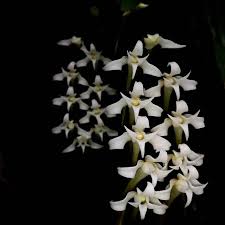 Image result for Eggelingia ligulifolia