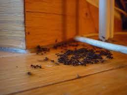 How To Use Boric Acid To Kill Ants Ants Com