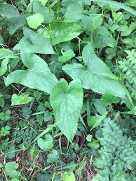 Image result for Stylochaeton