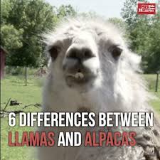 Whats The Difference Between A Llama And An Alpaca