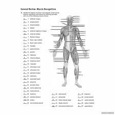 You don't need more than 30 minutes of physical activity every day. Muscle Anatomy Worksheets 99worksheets