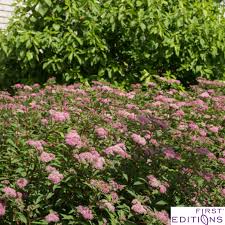 Image result for Spiraea bumalda