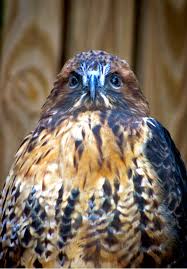 Birds Of Prey Cape Cod The Intense Stare Of A Bird Of Prey A Red Tailed Hawk In The Dark Phase Alan Shapiro Birds Of Prey Pretty Birds Birds