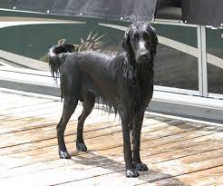 trix standing on the dock waiting for her next retrieve flatcoatedretriever rush s true illusion