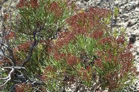 Image result for Eriospermum flexuosum