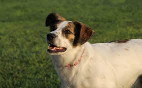 4dx Testing For Dogs Beyond The Heartworm Test Union Lake Veterinary Hospital