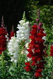 Snapdragon Antirrhinum Majus Maximum Snapdragons Are A Florist And Gardener Favorite Low Maintenance In A Bed Or Beautiful Flowers Flower Garden Love Flowers