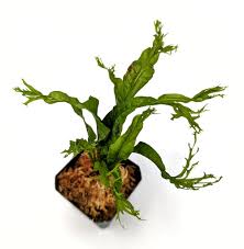 Image result for Microsorum