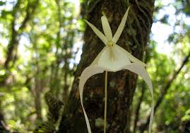 Ghost Orchid: Unraveling ...