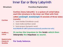 The outer, middle and inner ear. Human Ear And Physiology Of Hearing
