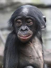 Junger Bonobo Zwergschimpanse Young Pygmy Chimpanzee Pan Paniscus Cute Baby Animals Bonobo Animals Beautiful
