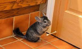 Check spelling or type a new query. 5 Lovable Pets To Adopt Now In Saint Paul