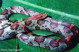 Moellendorff S Ratsnake Elaphe Moellendorffi Snake Animals Word Of The Day