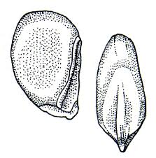 Image result for Sporobolus molleri