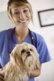 Veterinary assistants provide basic healthcare treatment to pets and other nonfarm animals under the supervision of the veterinarians. What Do Vet Assistants Do Including Their Typical Day At Work
